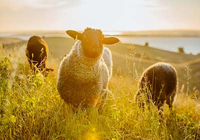 Schafe auf einer Wiese auf Mönchgut