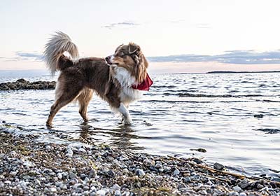 Hunde auf Mönchgut