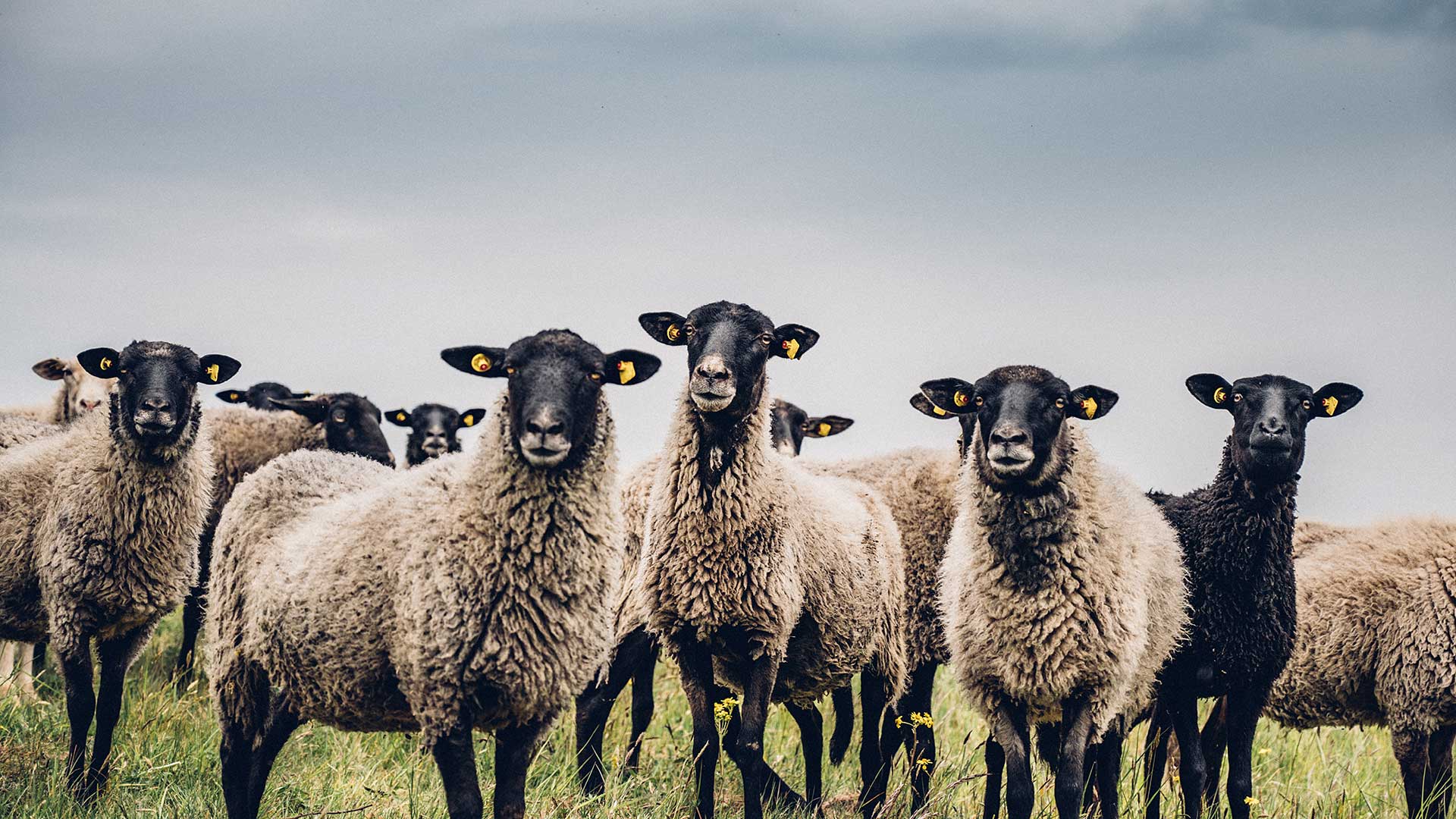 Schafe auf Mönchgut