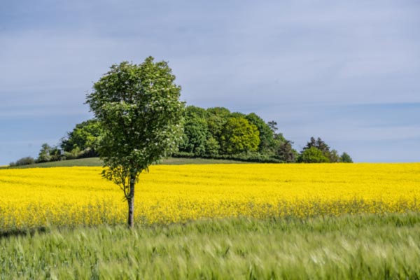 Rapsfeld Mönchgut