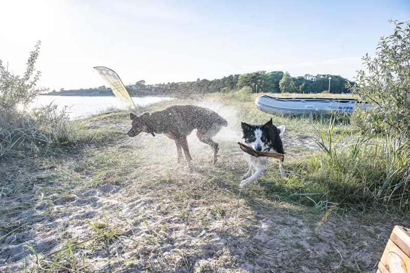 Zwei Hunde am Strand