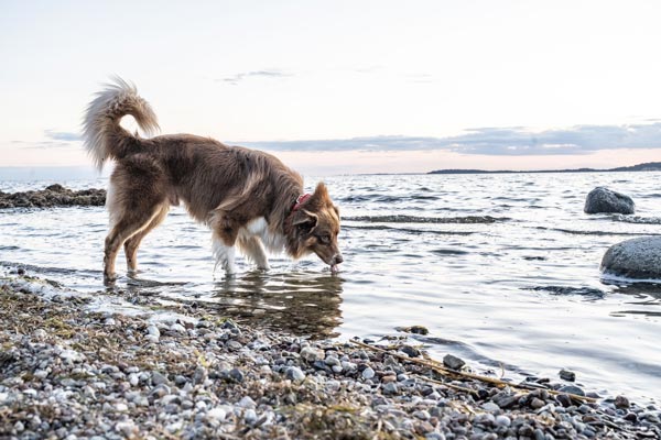 Hund am Strand im Wasser