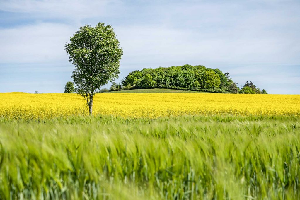 Rapsfeld auf Mönchgut