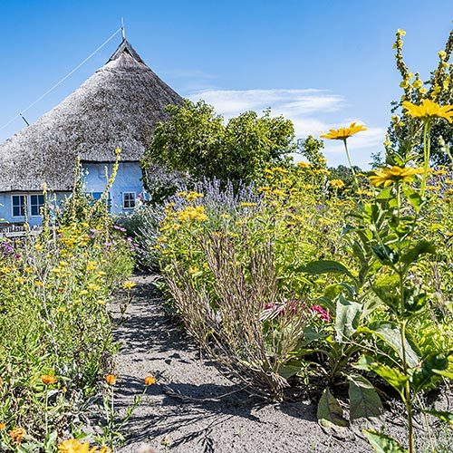 Reetdachkate und blühender Garten im Frühling auf Mönchgut