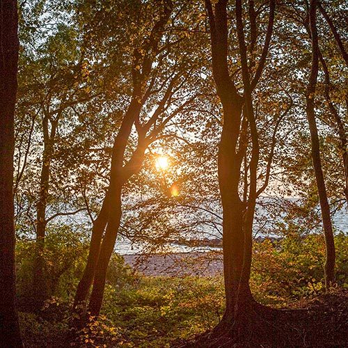 Blick durch die Bäume auf das Meer im Herbst auf Mönchgut